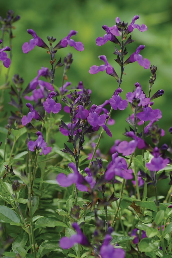 Salvia greggii Mirage™ Violet