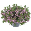 Scaevola Aemula Fancy Pink