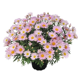 Argyranthemum Lolly