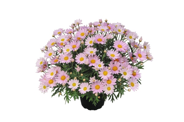 Argyranthemum Lolly