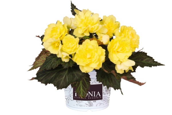 Begonia Iconia Portofino Citrix