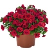 Calibrachoa Aloha Double Red