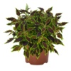 Coleus Down Town Nashville