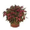 Coleus Down Town Vegas Neon
