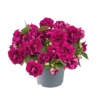 Impatiens walleriana Glimmer™ Burgundy