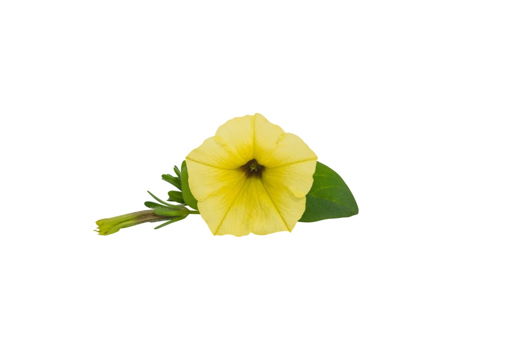 Petunia Mini Vista™ Yellow