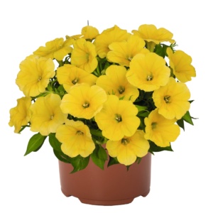 Petunia Surprise Canary Yellow