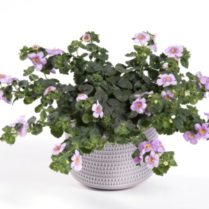 Bacopa Sutera Yakima ® Giga Pink Eye