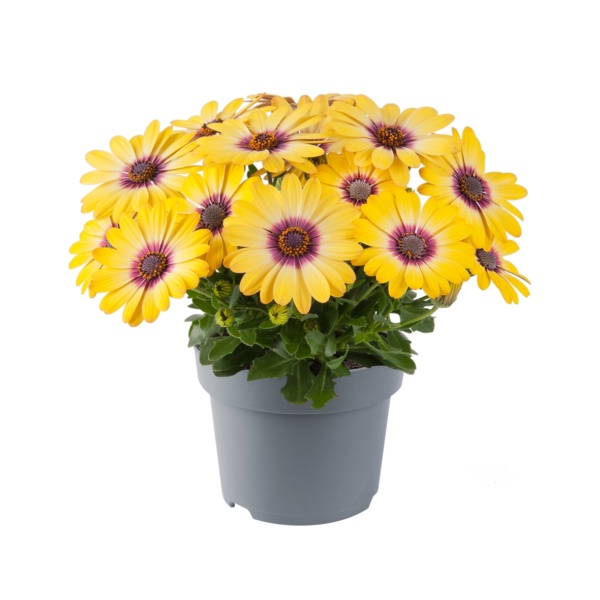 Osteospermum Ecklonis Dalina® Special Sunshine beauty