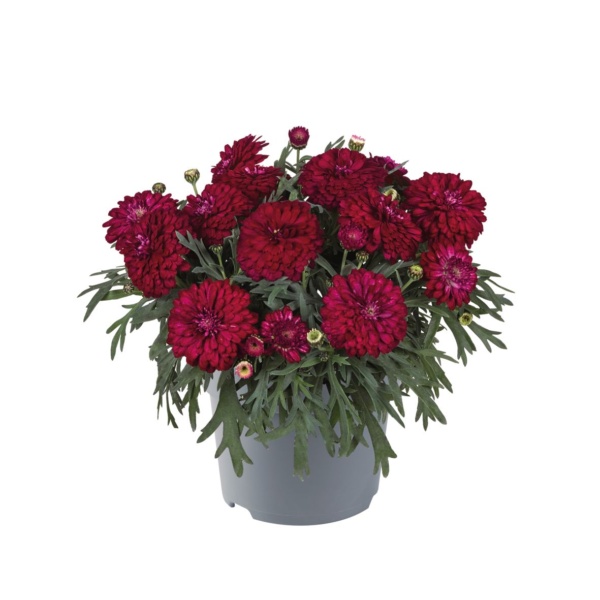 Argyranthemum frutescens Madeira™ Compact Double Cherry