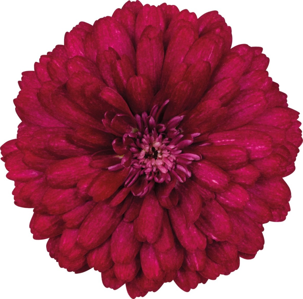 Argyranthemum frutescens Madeira™ Compact Double Cherry