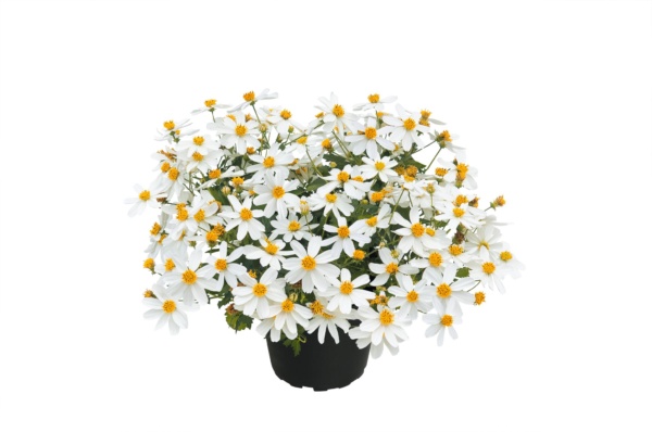 Bidens Bee White