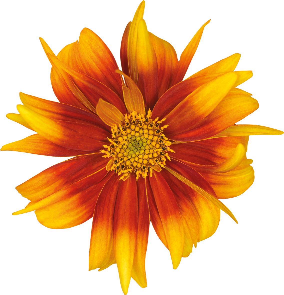 Bidens ferulifolia Bee Happy™ Double Orange | Gardenhouse.sk
