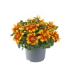 Bidens ferulifolia Bee Happy™ Double Orange