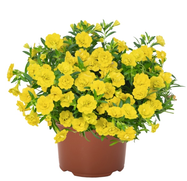 Calibrachoa Aloha Double Yellow