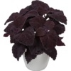 Coleus Copinto® Manhattan
