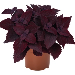 Coleus Main Street Second Street