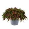 Coleus blumei Flame Thrower™ Spitfire