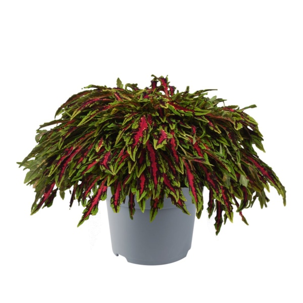 Coleus blumei Flame Thrower™ Spitfire