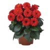 Dahlia Temptation Red