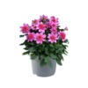 Dahlia coccinea Dalina® Maxi Starburst Pink
