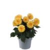 Dahlia coccinea Gardenetta® Golden Yellow