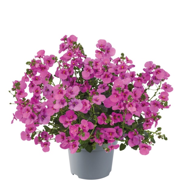 Diascia barberae Juliet™ Pink