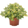 Lamiun maculatum Golden Anniversary