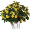 Lantana Havana Citrus
