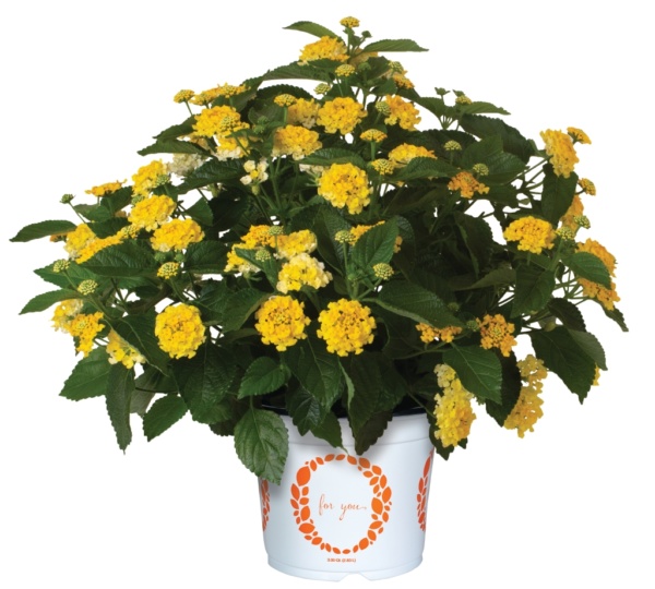 Lantana Havana Citrus