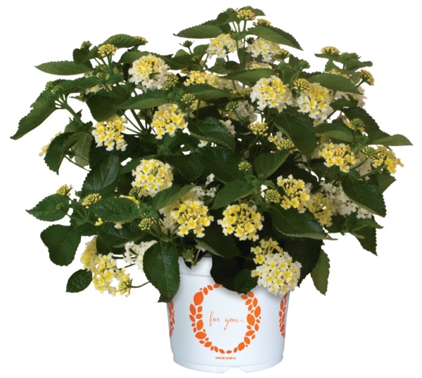 Lantana Havana White