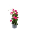 Mandevilla Sanderi Sundaville® Fuchsia Pink