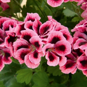 Pelargonium Grandiflorum IRTA Novita Classic® Salmon Black Eye