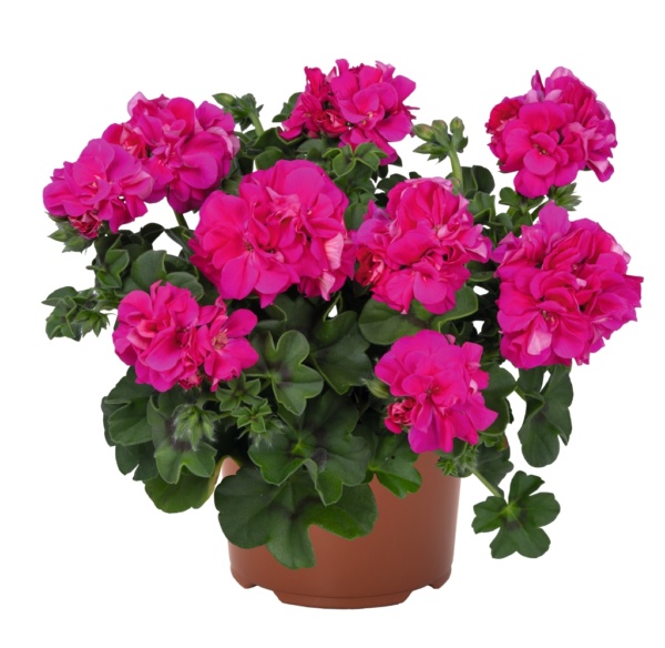 Pelargonium Peltatum Atlantic Fuchsia