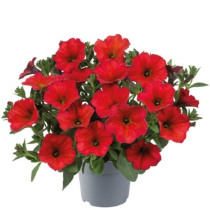 Petunia Petchoa interspecific BeautiCal® Red Maple