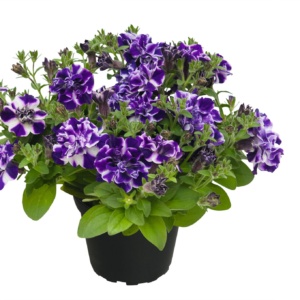 Petunia Blueberry Twist