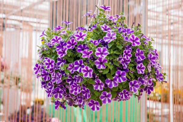 Petunia Grandiflora Surfinia® Lagoon Blue Star