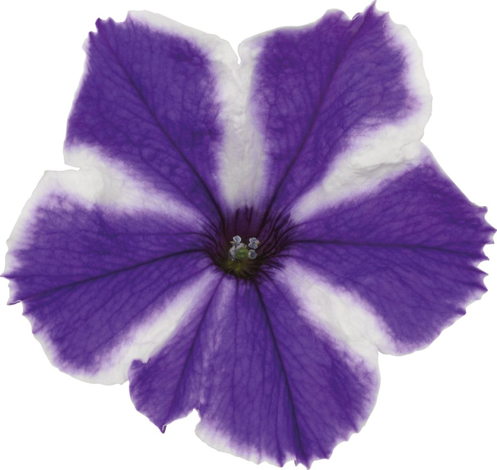 Petunia Grandiflora Surfinia® Lagoon Blue Star