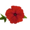 Petunia Vista™ Strawberry
