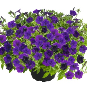 Petunia Mini Vista™ Hot Pink