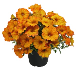 Petunia x Calibrachoa Beautical™ Sunset Orange