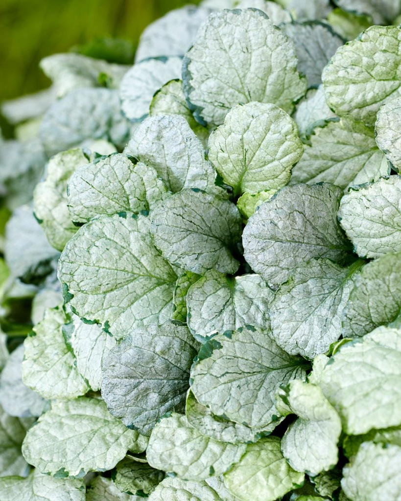 Ajuga reptans Princess Elsa