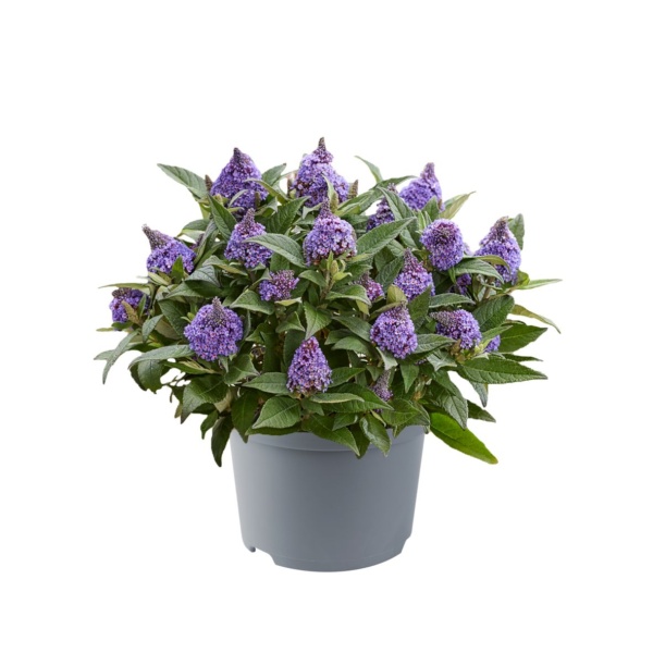 Buddleia davidii Litle Rockstars® Blue