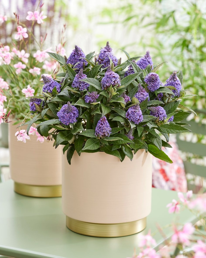 Buddleia davidii Litle Rockstars® Blue