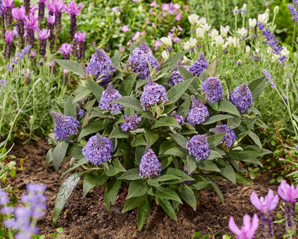 Buddleia davidii Litle Rockstars® Blue