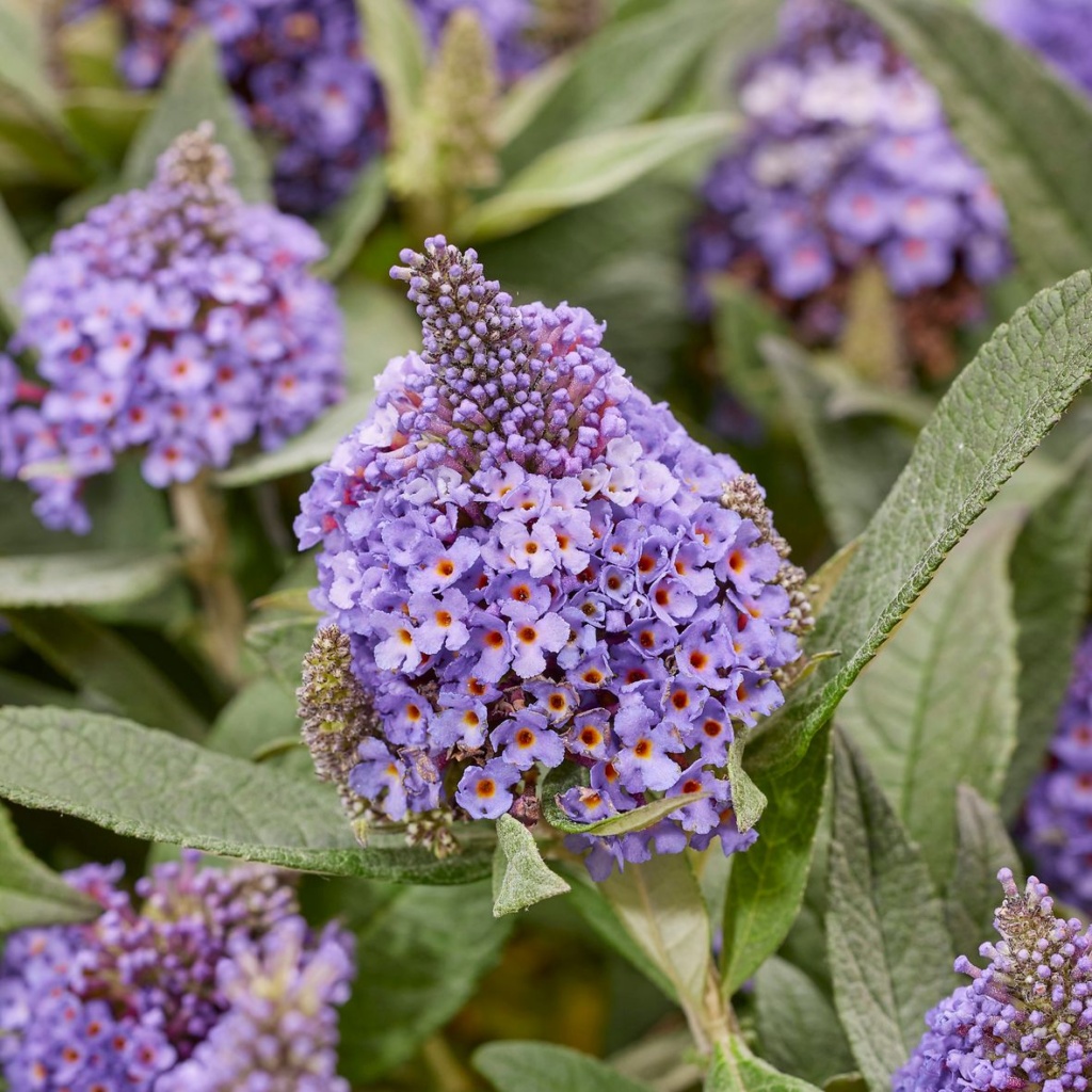 Buddleia davidii Litle Rockstars® Blue