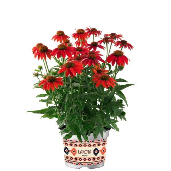 Echinacea purpurea Lakota™ Red