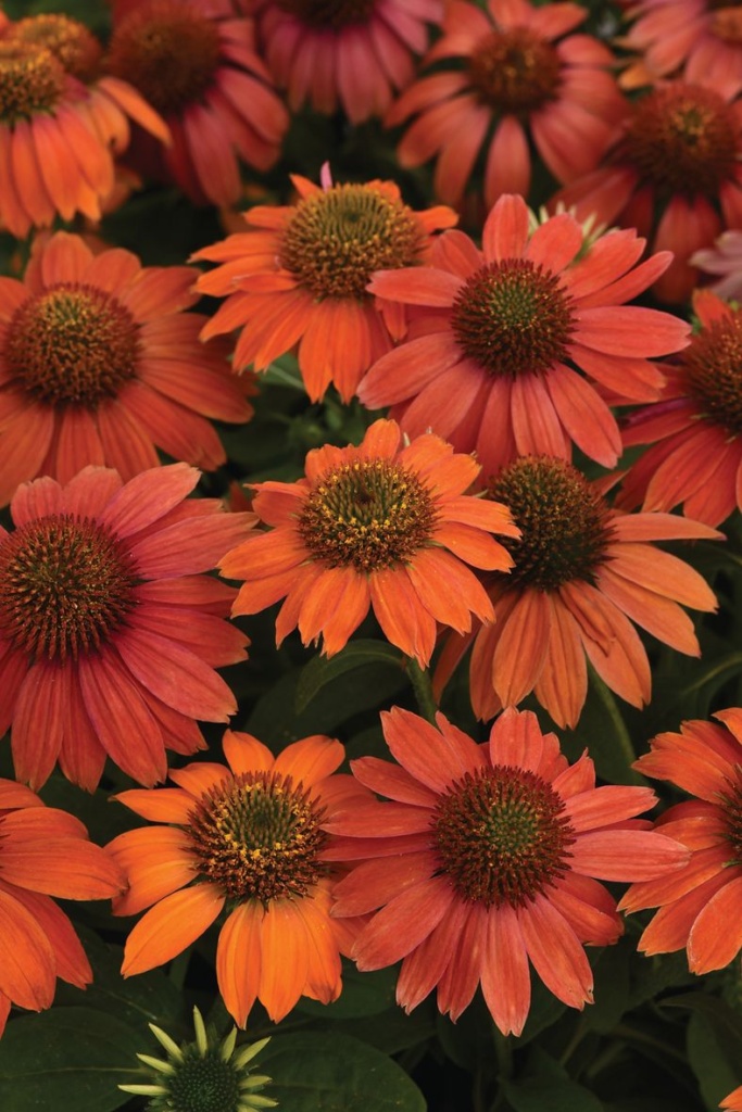 Echinacea purpurea Lakota™ Red