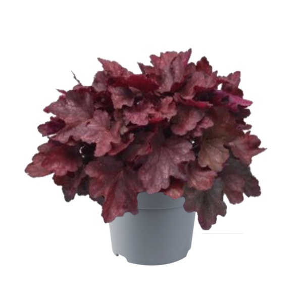 Heuchera villosa Carnival Burgundy Blast