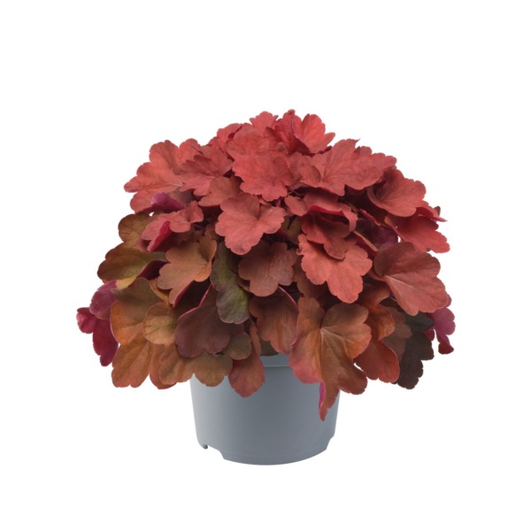 Heuchera villosa Carnival Cinnamon Stick